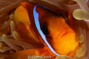 Red Sea anemonefish, no crop by Stan Flachs 